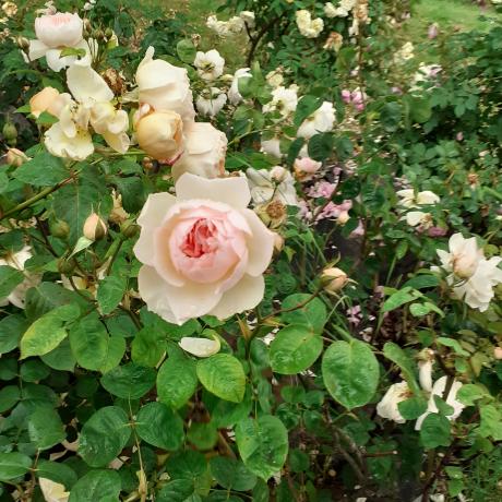 A beautiful rose you may use for the bocolo feast