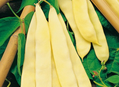 Venezianisches Essen und eine seiner besten Zutaten: die Fagiolini Meraviglia di Venezia