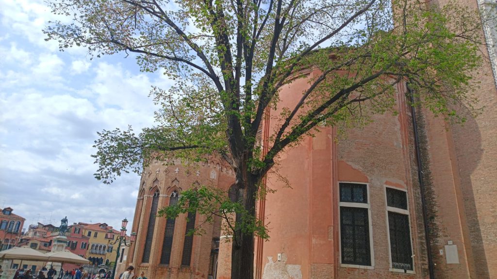 Ulmus minor in SS Giovanni e Paolo square in Venice
